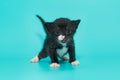 Black 3-week-old kitten with white paws