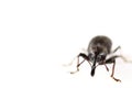 Black weevil isolated in white. Royalty Free Stock Photo