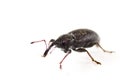 Black weevil isolated in white. Royalty Free Stock Photo