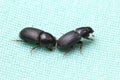 Black Weevils