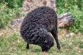 A black welsh mountain sheep ewe grazing in a field Royalty Free Stock Photo