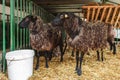 Black Welsh mountain sheep in ranch barn Royalty Free Stock Photo