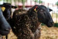 Black Welsh mountain sheep in ranch barn Royalty Free Stock Photo