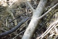 Black Western Rat Snake on the Move Royalty Free Stock Photo