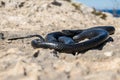 Black western whip snake, Hierophis viridiflavus, basking in the sun on a rocky cliff in Malta Royalty Free Stock Photo