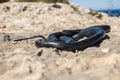 Black western whip snake, Hierophis viridiflavus, basking in the sun on a rocky cliff in Malta Royalty Free Stock Photo