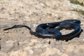 Black western whip snake, Hierophis viridiflavus, basking in the sun on a rocky cliff in Malta Royalty Free Stock Photo