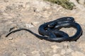 Black western whip snake, Hierophis viridiflavus, basking in the sun on a rocky cliff in Malta Royalty Free Stock Photo