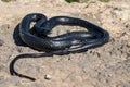 Black western whip snake, Hierophis viridiflavus, basking in the sun on a rocky cliff in Malta Royalty Free Stock Photo