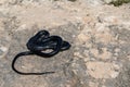 Black western whip snake, Hierophis viridiflavus, basking in the sun on a rocky cliff in Malta Royalty Free Stock Photo