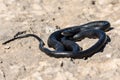 Black western whip snake, Hierophis viridiflavus, basking in the sun on a rocky cliff in Malta Royalty Free Stock Photo