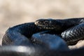 Black western whip snake, Hierophis viridiflavus, basking in the sun on a rocky cliff in Malta Royalty Free Stock Photo