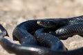 Black western whip snake, Hierophis viridiflavus, basking in the sun on a rocky cliff in Malta Royalty Free Stock Photo