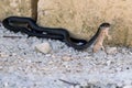 A black Western Whip Snake, Hierophis viridiflavus, hunting a Moorish Gecko, Tarentola mauritanica. Royalty Free Stock Photo