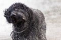 Black wet labrador retriever dog shaking his coat dry. water splashes fly around Royalty Free Stock Photo