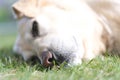 Black wet nose of a large breed dog Royalty Free Stock Photo