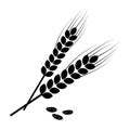 Black wheat ears and wheat grains. Vector