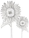 2 black and whie sunflowers on a white background Royalty Free Stock Photo