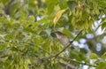 Black-whiskered Vireo Perched on a Tree