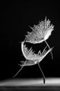 Black and white, abstract composition with water drops onl dandelion seeds Royalty Free Stock Photo
