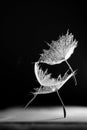Black And White, Abstract Composition With Water Drops Onl Dandelion Seeds