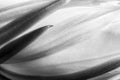 Black and White Detail and Shape in Macro Cactus Flower