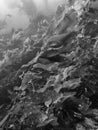 Black and White Close Up Kelp Forest Underwater with Rough Leave