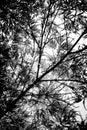 Black and White Abstract Low Angle Japanese Maple Tree