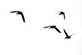 Black silhouetten of flying ducks on the white background