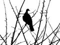 Black silhouette of dove on branches Royalty Free Stock Photo
