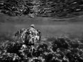 Black and White Abstract Sea Turtle Swims Towards Surface in Underwater Tropical Image Royalty Free Stock Photo