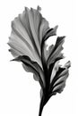 black and white abstraction of acanthus leaf