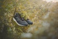 Adidas running shoes hanging from a branch of a flowering tree.