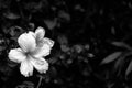 Black and white adjusted hibiscus flower image