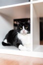 Black and white adult female cat in a cabinet