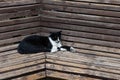 Black and white, adult, feral cat napping on a wooden bench Royalty Free Stock Photo