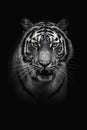 Black and white adult tiger portrait. Animal on dark background Royalty Free Stock Photo