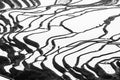 Aerial stunning view of Yuanyang Rice Terraces at sunrise, tribe Hani male working in the rice terracing. Yunnan, China. Black and