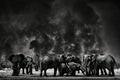 Black and white Africa. Wildfire in Africa, herd of elephants in smother smoke and black ash. Fire burned destroyed savannah.