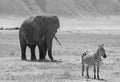 Black and white african elephant and zebra