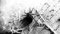 A black-and-white aged image of a spider on a wooden surface