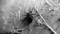 Black and white aged image of a spider close-up