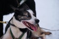 Northern breed of sled dogs, strong and hardy. Bright blue eyes. Black and white Alaskan husky is lying on snow in harness and Royalty Free Stock Photo