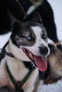 Northern breed of sled dogs, strong and hardy. Bright blue eyes. Black and white Alaskan husky is lying on snow in harness and Royalty Free Stock Photo