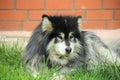 Black and White Alaskan Malamute Royalty Free Stock Photo