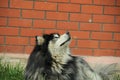 Black and White Alaskan Malamute Royalty Free Stock Photo