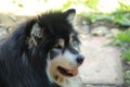 Black and White Alaskan Malamute Royalty Free Stock Photo