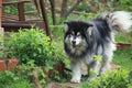 Black and White Alaskan Malamute Royalty Free Stock Photo