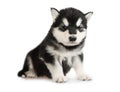 Black and white Alaskan Malamute puppy isolated on a white background Royalty Free Stock Photo