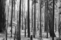 Black and White Alien Landscape Burned Forest with Black Tree Tr Royalty Free Stock Photo